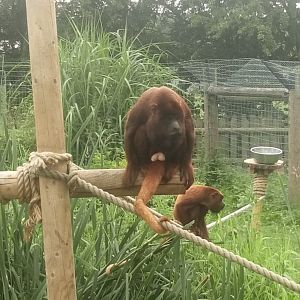 Red Howler (male) 10/7/21