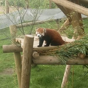 Red Panda 10/7/21