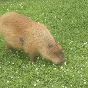 Capybara 10/7/21
