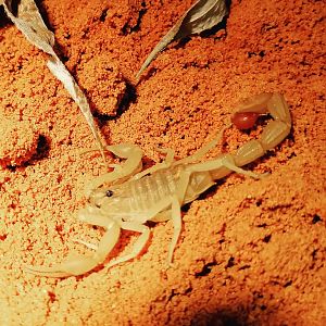 Indian red scorpion (Hottentotta tamulus)
