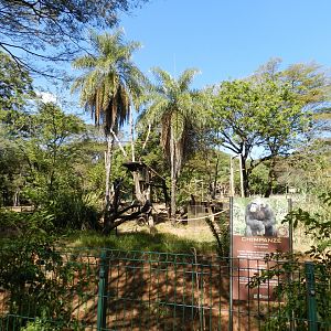 Chimpanzee exhibit - Belo Horizonte zoo