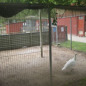 Hobro Minizoo - White peafowl aviary