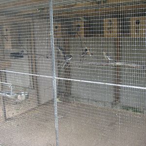 Hobro Minizoo - Cockatiel aviary