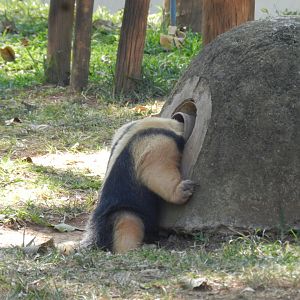 Lesser anteater having lunch - Belo Horizonte zoo