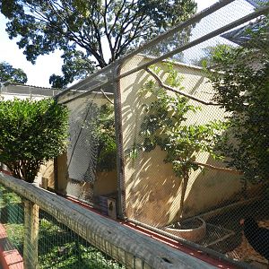 Curassow exhibits - Belo Horizonte zoo