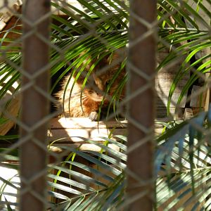 Hiding pampas cat - Belo Horizonte zoo