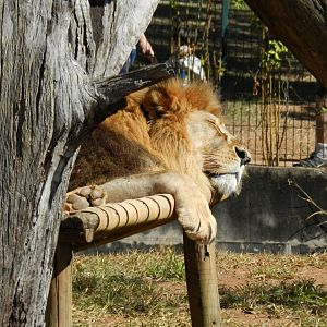 "Lolek" at rest - Belo Horizonte zoo