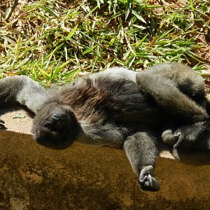 Mommy monkey at rest - Belo Horizonte zoo