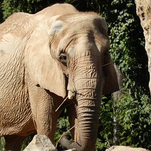"Axé", the african elephant - Belo Horizonte zoo