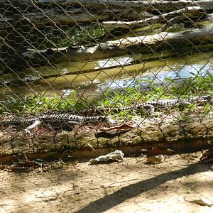 Baby caimans - Belo Horizonte zoo