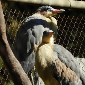 Whistling herons - Belo Horizonte zoo