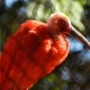 Scarlet ibis - Belo Horizonte zoo
