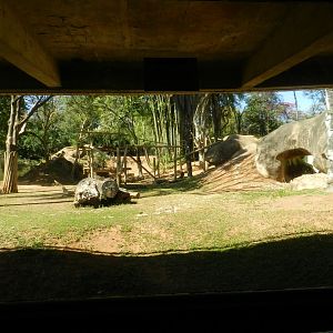 Gorilla viewing area - Belo Horizonte zoo