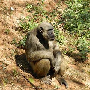 Mr. Serafim - Belo Horizonte zoo