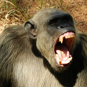 Mr. Serafim - Belo Horizonte zoo