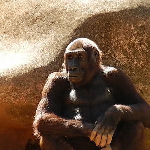 Gorilla youngster - Belo Horizonte zoo
