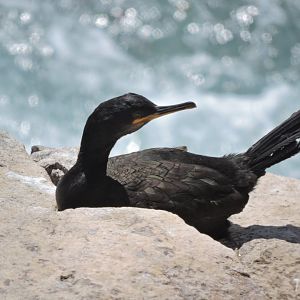 European shag - Great Saltee [2016]