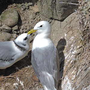 Black-legged kittiwake - Great Saltee [2016]