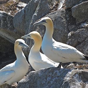 Northern gannet - Great Saltee [2016]