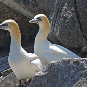 Northern gannet - Great Saltee [2016]