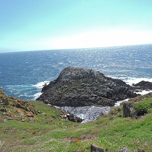 Northern gannet colony - Great Saltee [2016]