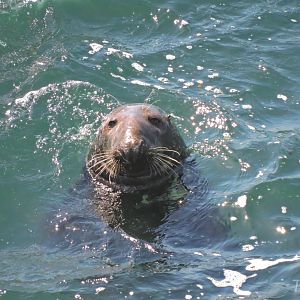 Grey seal - Great Saltee [2016]