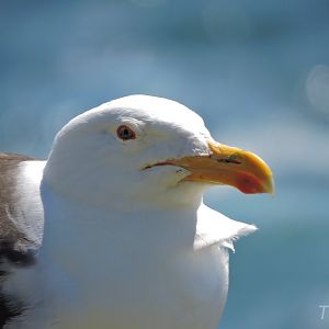 Great black-backed gull - Great Saltee [2016]