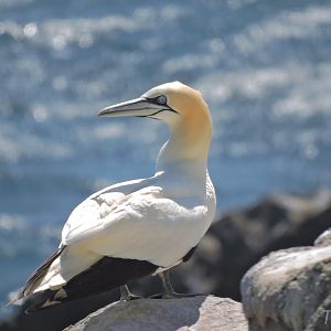 Northern gannet - Great Saltee [2016]