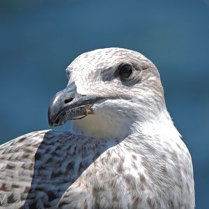 Great black-backed gull - Great Saltee [2016]