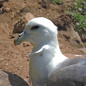 Northern fulmar - Great Saltee [2016]