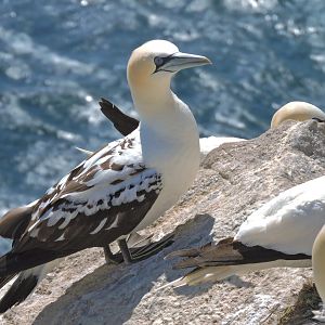 Northern gannet - Great Saltee [2016]