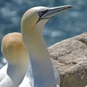 Northern gannet - Great Saltee [2016]