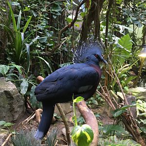 Victoria crowned-pigeon (Goura victoria) in the Metzelaarskas