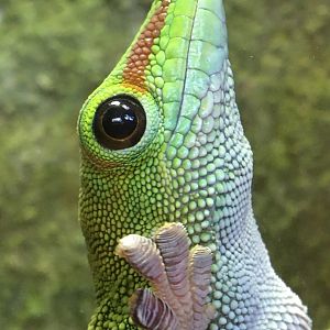 Greater Madagascar day gecko (Phelsuma grandis) in the Reptile house