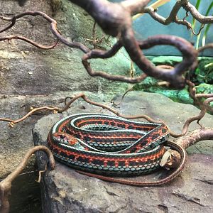 Coiled San Francisco gartersnake (Thamnophis sirtalis tetrataenia) in the reptile house