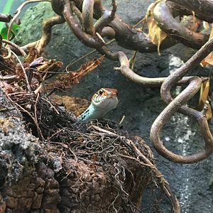 Peeking San Francisco gartersnake (Thamnophis sirtalis tetrataenia) in the reptile house