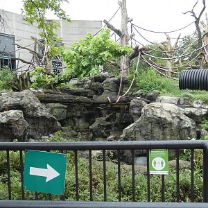 First Outdoor Exhibit, Center For African Apes - July 2021