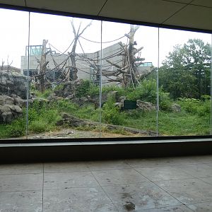 First Outdoor Exhibit Viewing Area, Center For African Apes - July 2021
