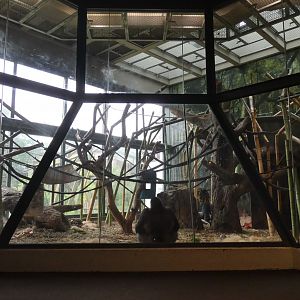First Indoor Exhibit, Center For African Apes - July 2021