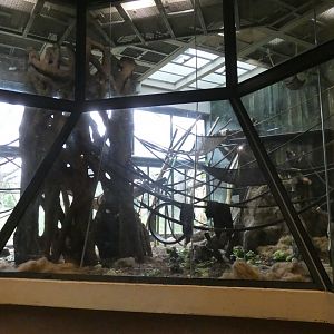 Second Indoor Exhibit, Center For African Apes - July 2021