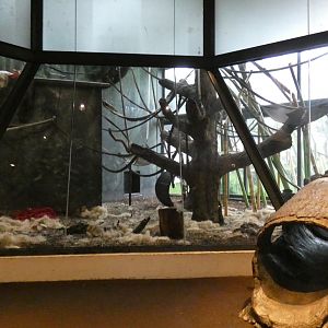 Third Indoor Exhibit, Center For African Apes - July 2021