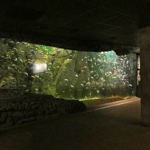 River Tank, African Journey - July 2021