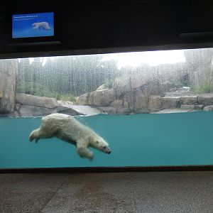 Polar Bear Underwater Viewing, Arctic Tundra - July 2021