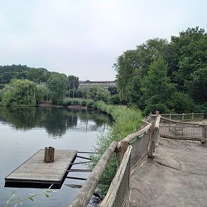 New Steller's sea-eagle aviary