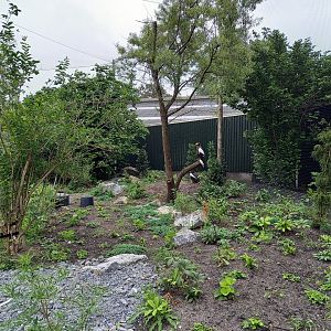 New Steller's sea-eagle aviary