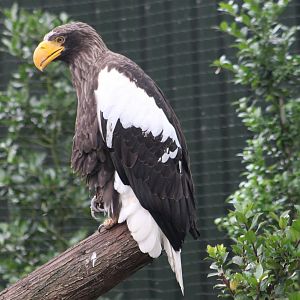 Steller's sea-eagle