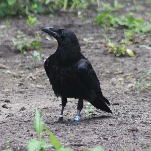 Common raven