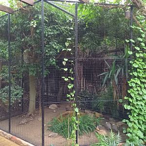 Aviary Cotinga - Bulbul - Plover and Ground-dove