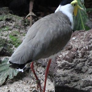 Masked lapwing