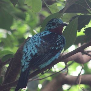 Spangled cotinga - male